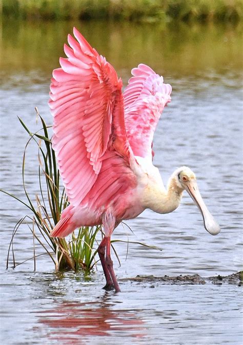 Roseate Spoonbill | Nature birds, Animals beautiful, Coastal birds