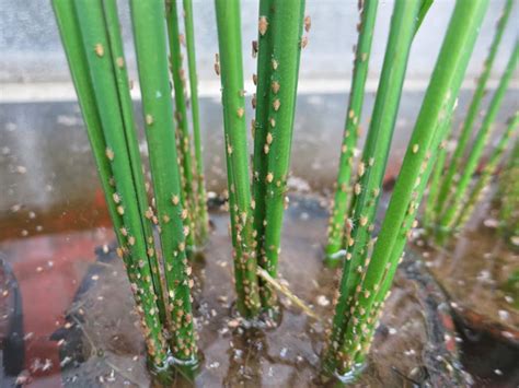 Planthopper: A Hidden Threat to Rice Plants - Ames Farm Center