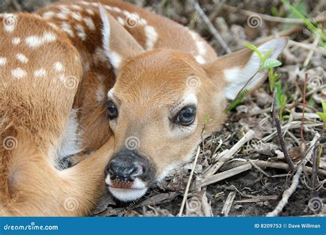 Baby White Tailed Fawn Deer Stock Photos - Image: 8209753