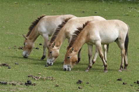 These are the last truly wild horses on Earth Przewalski Horses 4 – Inhabitat - Green Design ...