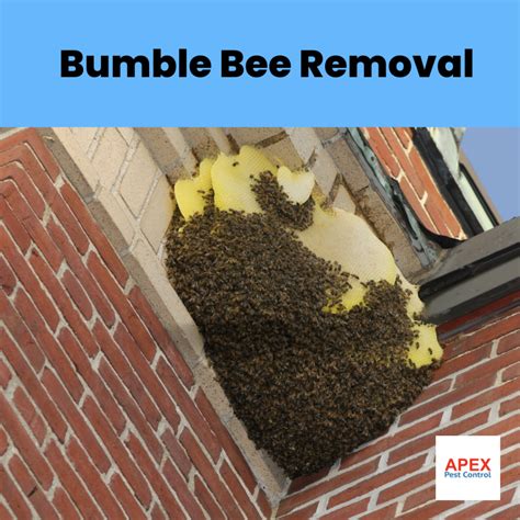 How Does a Bee Nest Removal Work? | Apex Pest Control