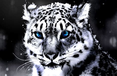 Snow Tiger Wallpapers - Top Free Snow Tiger Backgrounds - WallpaperAccess