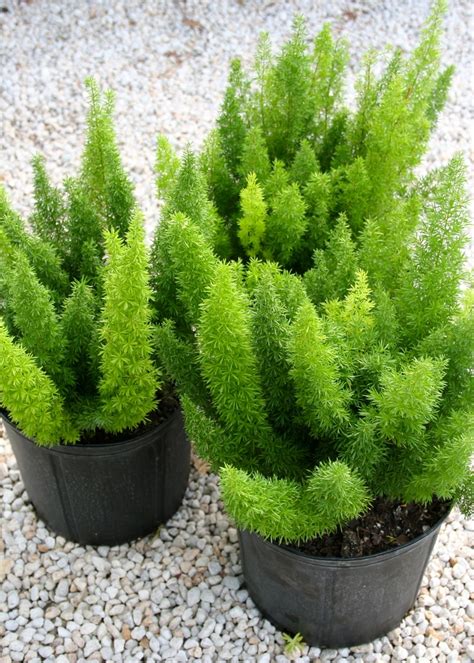 Foxtail Fern - Dallas Stone Supply and Wholesale Nursery - Outdoor ...