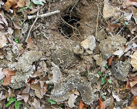 Exploring Nature in NC: Yellow Jacket Nest