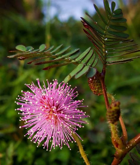 Mimosa Pudica fresh seeds Non-GMO/Organic touch-me-not | Etsy