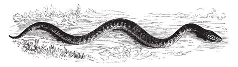 Snake Slithering Stock Illustrations – 376 Snake Slithering Stock ...