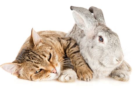 Can Cats and Rabbits Live Together? | Savvy Pet Care