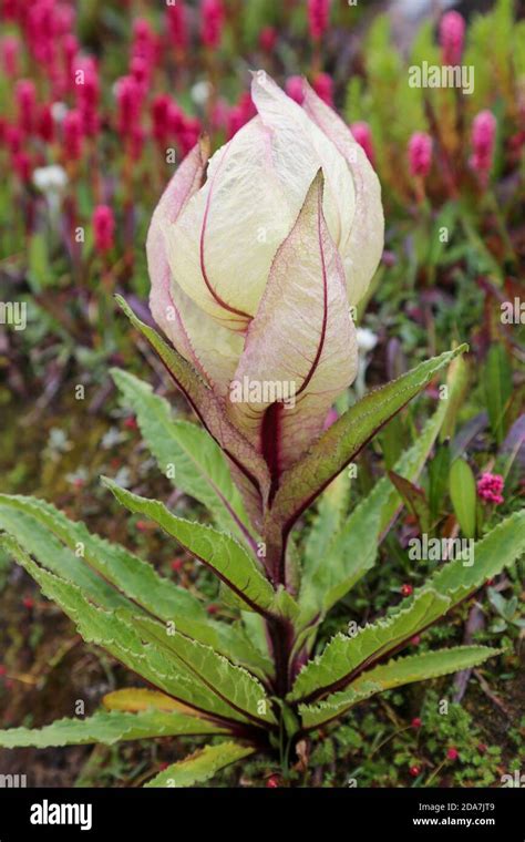 Brahma kamal in himalayas hi-res stock photography and images - Alamy