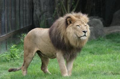 Lion mane linked to climate | EurekAlert!