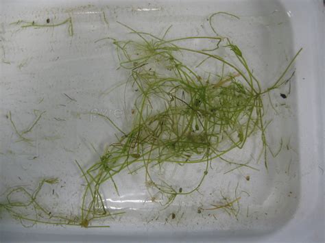 Starry Stonewort: An Example of Invasive Aquatic Algae