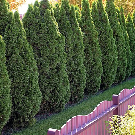 10 Best Evergreen Trees for Privacy and Year-Round Greenery | Evergreen trees for privacy ...