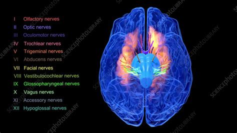 Cranial nerves anatomy, animation - Stock Video Clip - K011/6680 - Science Photo Library