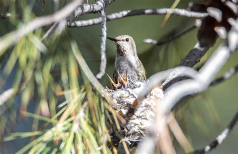 10 Super Cute Hummingbird Moments and Stories - Birds and Blooms