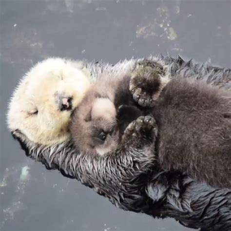 Mom and baby otter sleeping | Otters cute, Baby sea otters, Otter sleeping