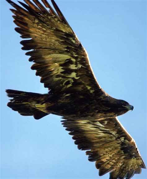 golden eagle - Pentax User Photo Gallery