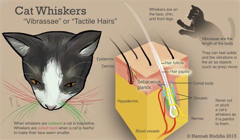 The Fascinating Role of Whiskers in Animals: Beyond Ordinary Sensory ...