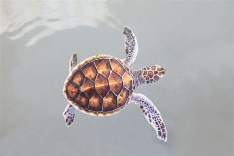 Little Sea Turtle Swimming in Sea Water Stock Image - Image of view, tropical: 30744375