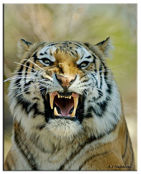 ENCYCLOPEDIA OF ANIMAL FACTS AND PICTURES: Siberian Tigers