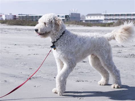 bernedoodle haircuts before and after - Google Search | Goldendoodle, White goldendoodle, Dog ...