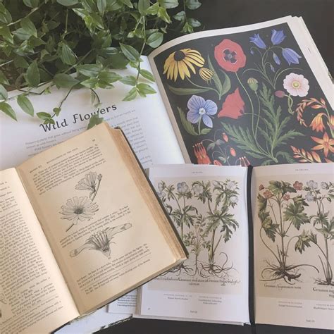 herbarium how-to — freshly pressed | Book aesthetic, Katie core ...