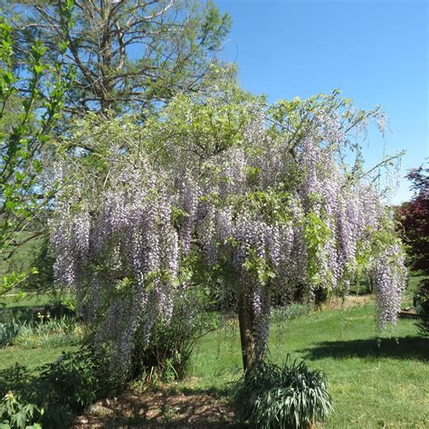 Wisterias: Plant Care and Collection of Varieties - Garden.org