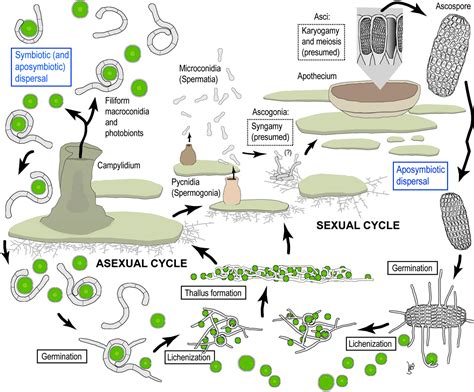 Figure 60 from Complete life cycle of the lichen fungus Calopadia ...