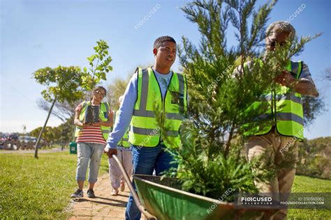 Volunteers planting trees in sunny park — backdrop, people - Stock ...