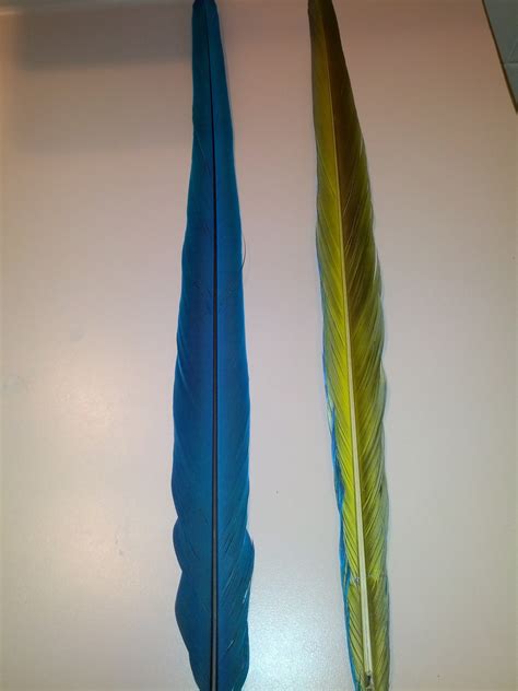 Parrot Tail Feathers pair blue and Gold Macaw - Etsy