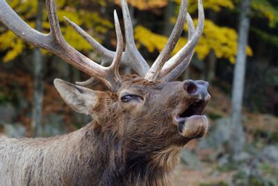 Elk Sounds - Learn the Different Elk Sounds and What They Mean - Elk ...