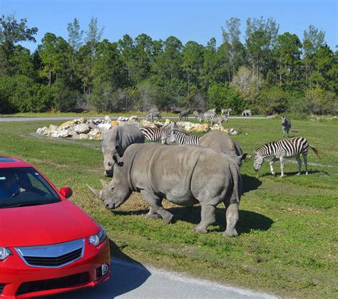 Camping in West Palm Beach | Lion Country Safari KOA