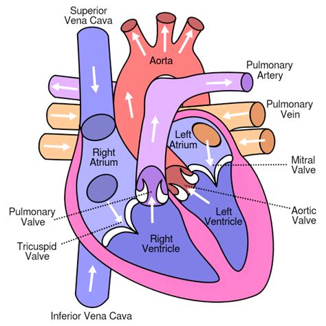 Pulmonary valve | Wiki | Everipedia