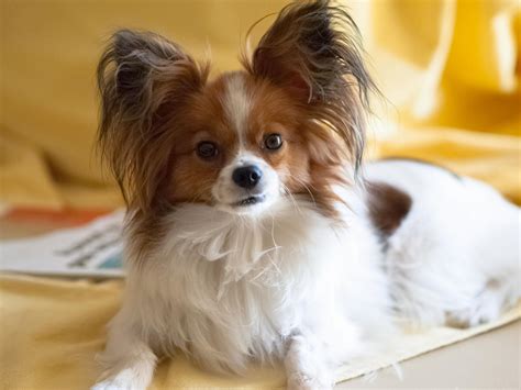 My Papillon Dog | Papillon dog, Papillon dog puppy, Dog breeds