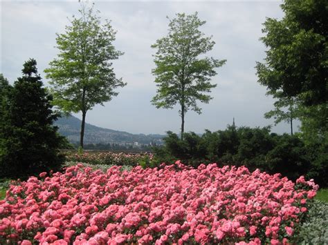 Bern Rose Garden , Canton of Bern | Informations and image galery, near-by hotels