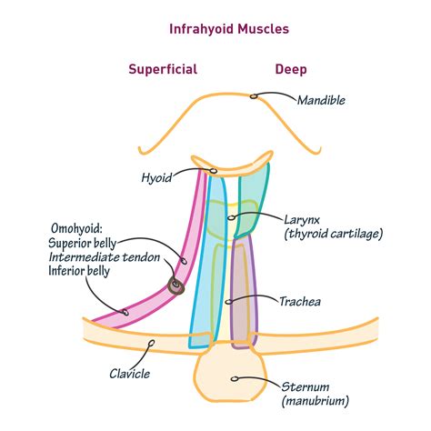 Strap Muscle Of Neck - Human Anatomy