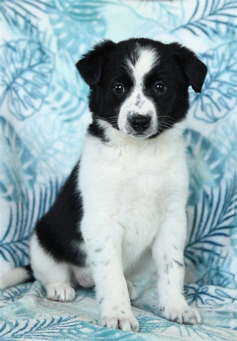 Border Collie Puppies for Sale | Buckeye Puppies