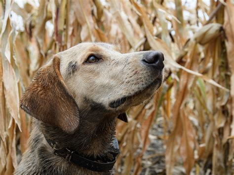 Why British Labs Might Take Over American Bird Hunting | Outdoor Life