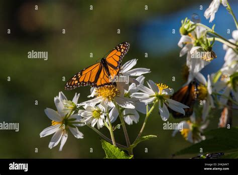 Pacific Grove Monarch Butterfly Sanctuary Stock Photo - Alamy