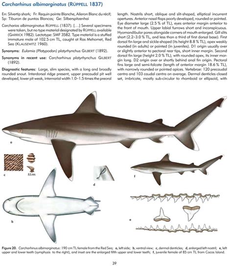 Field Guide for Sharks of the Genus Carcharhinus - Dr. Friedrich Pfeil ...