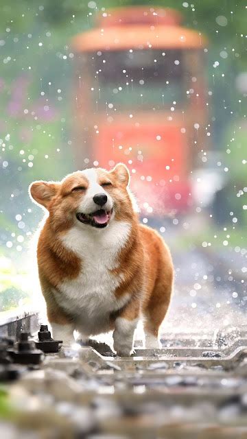 Cute Corgi Wallpaper