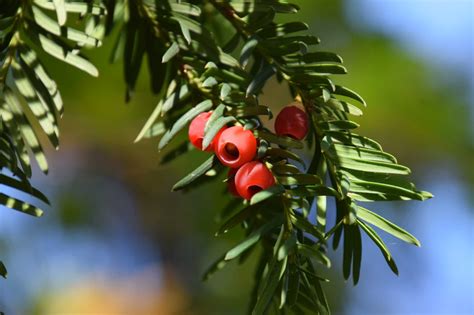 The Best Way to Trim a Yew