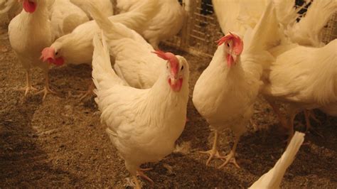 Heritage chicken program at the U of A continues to grow | Alberta ...