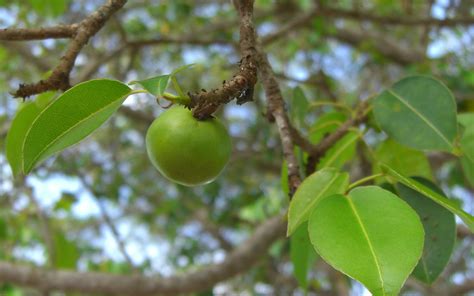 Why Manchineel Might Be Earth's Most Dangerous Tree