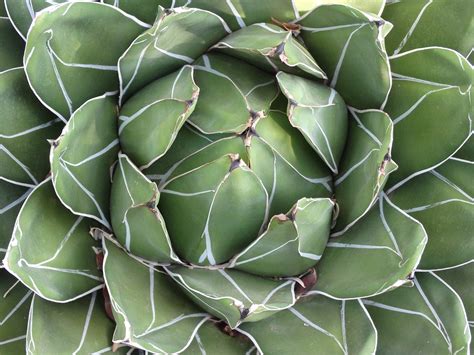 Succulent,desert,plant,free pictures, free photos - free image from ...