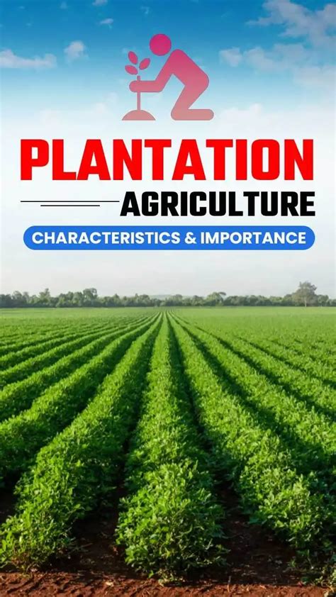 Plantation Agriculture: Characteristics and Importance