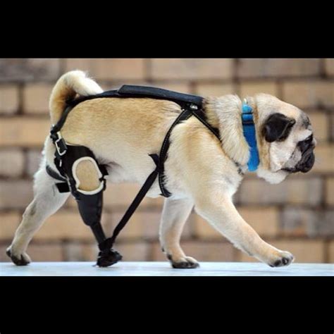 12 best Animal Prosthetics images on Pinterest | Animal rescue, Veterinary technician and Dog ...