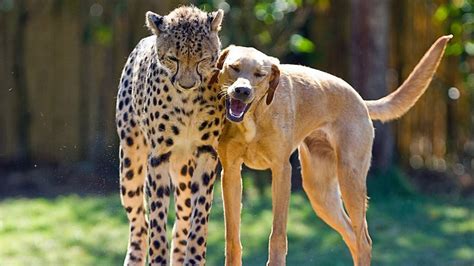 20 Unlikely Animal Friendships That Will Surprise You - Page 3 of 5