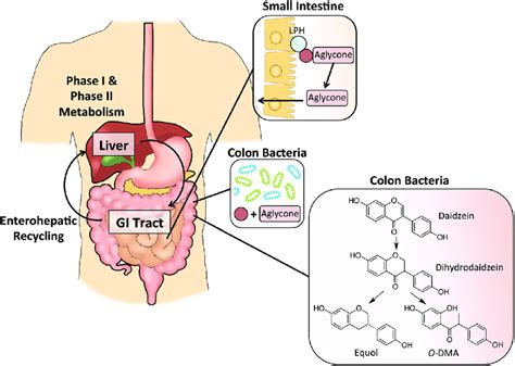 Absorption and metabolism of isoflavones in the human body. Aglycones ...