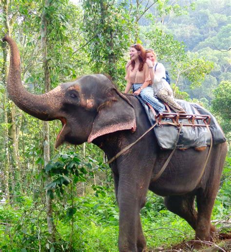 Kerala Wildlife Tour | Wildlife tour, Elephant ride, Kerala