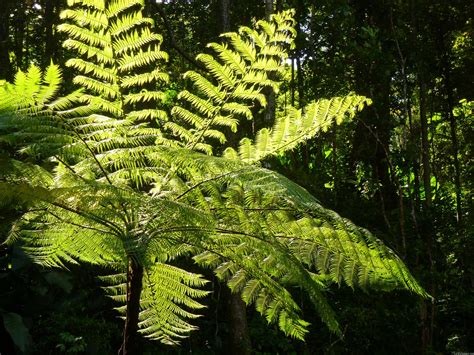 MLeWallpapers.com - Tree Fern in the Rainforest