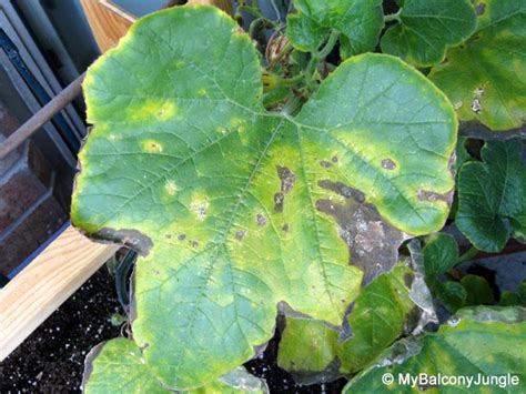 Growing Pumpkins in Containers